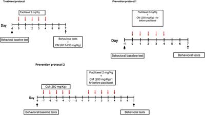 An aqueous Commiphora myrrha extract ameliorates paclitaxel-induced peripheral neuropathic pain in mice